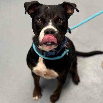 Benjamin -  Mixed Breed Dog for Adoption in Sarasota, Florida - Benjamin | PetCurious