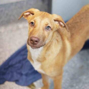 Dylan -  Mixed Breed Dog for Adoption in Atlanta, Georgia - Dylan | PetCurious