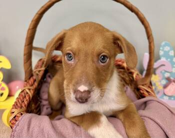 Mixed Breed Dogs Available for Adoption - CLIFF | PetCurious