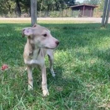 Karen -  Hound Dog for Adoption in Medfield, Massachusetts - Karen | PetCurious