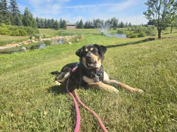 Nellie -  Shepherd and Husky Dog for Adoption in Didsbury, Alberta - Nellie | PetCurious