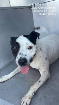 PANDA -  English Pointer Dog for Adoption in Killeen, Texas - PANDA | PetCurious