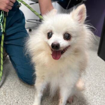 Libby -  Pomeranian Dog for Adoption in Englewood, Florida - Libby | PetCurious