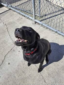 Hope -  Labrador Retriever and Belgian Shepherd Malinois Dog for Adoption in Bowling Green, Ohio - Hope | PetCurious