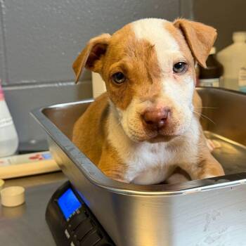 Mixed Breed Dogs Available for Adoption in Buffalo, Minnesota - Crush | PetCurious