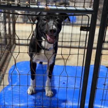 Finn -  Labrador Retriever and Mixed Breed Dog for Adoption in Fort Smith, Arkansas - Finn | PetCurious