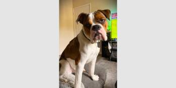 Boxer Dogs Available for Adoption in Hewitt, Texas - Murphy V | PetCurious