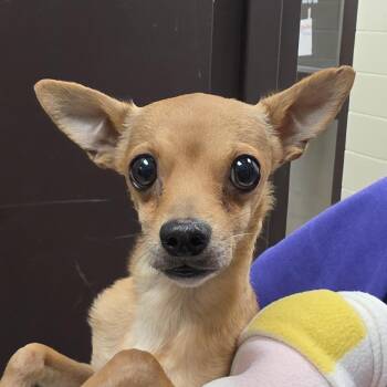 Chihuahua Dogs Available for Adoption in Aiken, South Carolina - Taco 63044 | PetCurious