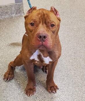 Fox Terrier and Mixed Breed Dogs Available for Adoption in Kansas City, Missouri - Adonis | PetCurious