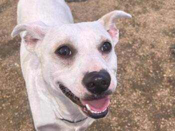 Mixed Breed Dogs Available for Adoption in Georgetown, Texas - Dorito | PetCurious