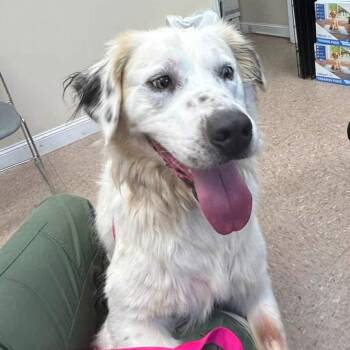 Remy -  Great Pyrenees and Mixed Breed Dog for Adoption in Nashville, Tennessee - Remy | PetCurious