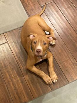 Javi -  Pit Bull Terrier Dog for Adoption in Saint Paul, Minnesota - Javi | PetCurious