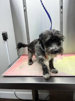 Baxter -  Terrier Dog for Adoption in Marietta, Georgia - Baxter | PetCurious