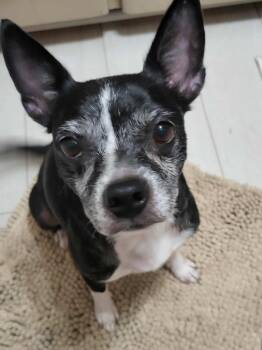 Rescue Boston Terrier Dogs for Adoption in Shawnee, Oklahoma - Bella | PetCurious