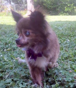 Rescue Chihuahua Dogs for Adoption in Columbia, Missouri - Pawdrey | PetCurious