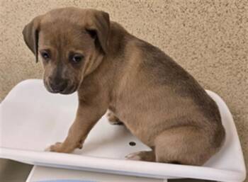 Rescue Pit Bull Terrier and Mixed Breed Dogs for Adoption in Riverside, California - MYSTERY | PetCurious