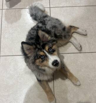 River ryoski -  Siberian Husky and Pomeranian Dog for Adoption in Lakewood Ranch, Florida - River Ryoski | PetCurious