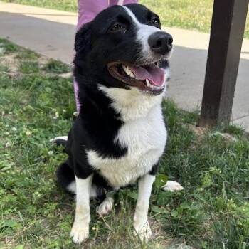 "Mocha" -  Border Collie Dog for Adoption in Lyndhurst, Virginia - "Mocha" | PetCurious