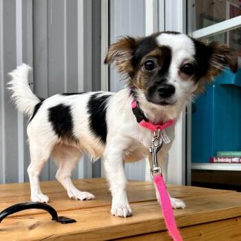 Prada DI10 -  Chihuahua and Dachshund Dog for Adoption in Union, Missouri - Prada DI10 | PetCurious