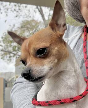 Chihuahua Dogs Available for Adoption - Melville | PetCurious