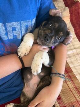 Pit Bull Terrier and Mixed Breed Dogs Available for Adoption in Fort Collins, Colorado - Barkie | PetCurious