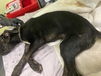Huckleberry -  Mixed Breed Dog for Adoption in Cincinnati, Ohio - Huckleberry | PetCurious