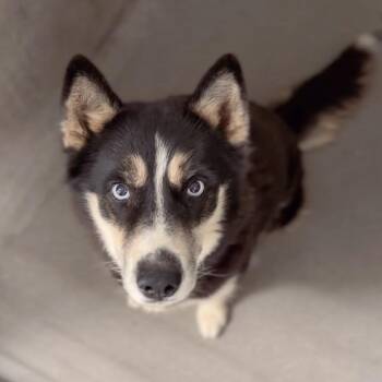 Pearl A846231 -  Husky Dog for Adoption in Los Angeles, California - Pearl A846231 | PetCurious