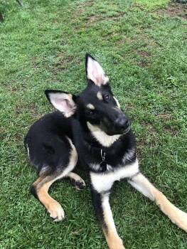 Rookie -  German Shepherd Dog Dog for Adoption in Detroit, Michigan - Rookie | PetCurious