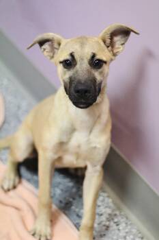 Noodle in NH. Come Meet our Adoptable Dogs Wednesday-Saturday. M -  Shepherd Dog for Adoption in Manchester, New Hampshire - Noodle In NH. Come Meet Our Adoptable Dogs Wednesday-Saturday. M | PetCurious