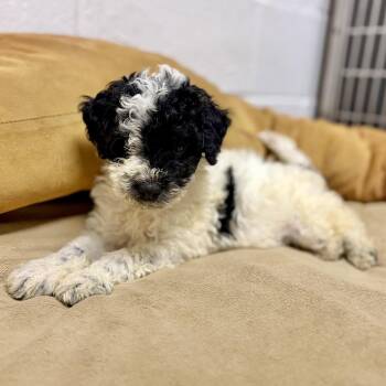Bubbles -  Cavalier King Charles Spaniel and Australian Shepherd Dog for Adoption in Fullerton, Pennsylvania - Bubbles | PetCurious