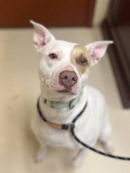 Pit Bull Terrier and Mixed Breed Dogs Available for Adoption in Aliquippa, Pennsylvania - LOLLIPOP | PetCurious