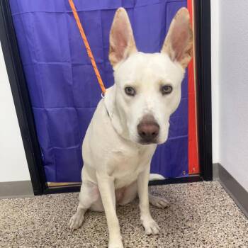 Charlie -  Shepherd and Mixed Breed Dog for Adoption in Bullhead City, Arizona - Charlie | PetCurious