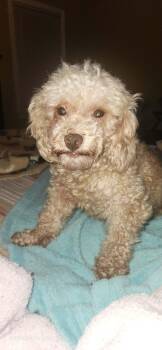 Gemma -  Poodle Dog for Adoption in Franklin, Tennessee - Gemma | PetCurious