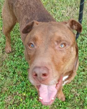 Rescue Catahoula Leopard Dog and Shar Pei Dogs for Adoption in Houston, Texas - Marley - Super Sweet Companion !! (BC-3502291) | PetCurious