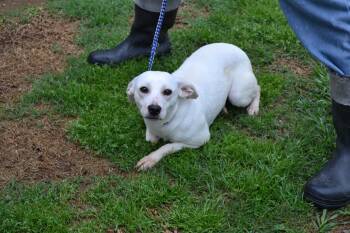 Rat Terrier Dogs Available for Adoption in Jackson, Louisiana - Snowwhite | PetCurious