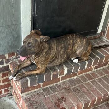 Doofenschmirtz -  Mixed Breed Dog for Adoption in Savannah, Georgia - Doofenschmirtz | PetCurious