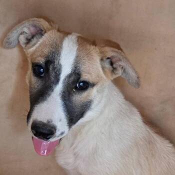 Rescue Anatolian Shepherd Dogs for Adoption in Bakersfield, California - ZARA | PetCurious