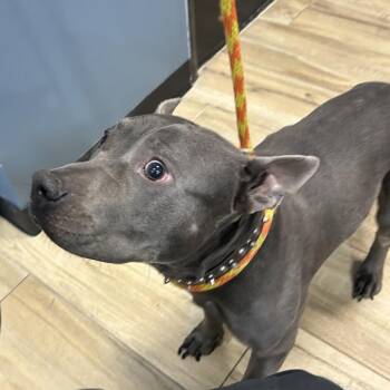 Tank -  Pit Bull Terrier Dog for Adoption in Newark, New Jersey - Tank | PetCurious