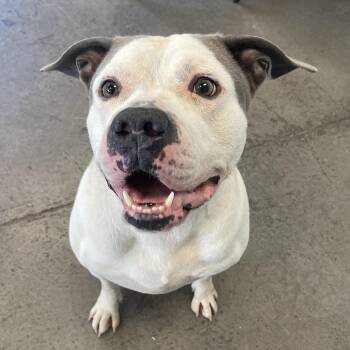 Mixed Breed Dogs Available for Adoption in Mishawaka, Indiana - Squish | PetCurious