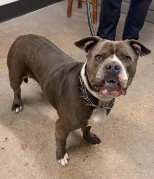 Galaxy -  Pit Bull Terrier Dog for Adoption in Cleveland, Ohio - Galaxy | PetCurious