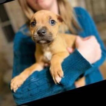 Pit Bull Terrier and Mixed Breed Dogs Available for Adoption - Hydro | PetCurious