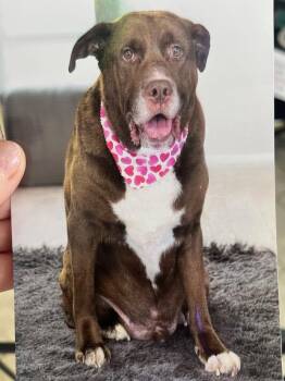 Labrador Retriever Dogs Available for Adoption - Redman | PetCurious