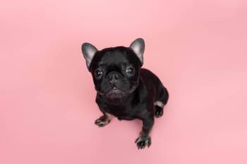 Penelope aka Miss P -  French Bulldog Dog for Adoption in Blaine, Minnesota - Penelope Aka Miss P | PetCurious