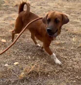 Penny -  Dachshund and Cocker Spaniel Dog for Adoption in Boulder, Colorado - Penny | PetCurious