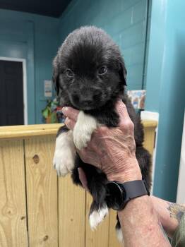 Great Pyrenees and Mixed Breed Dogs Available for Adoption - Milo | PetCurious