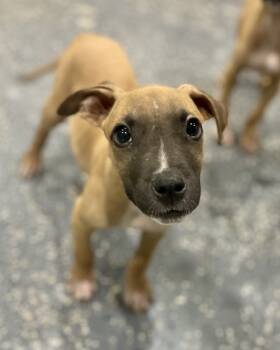 Rescue Pit Bull Terrier and Mixed Breed Dogs for Adoption in Brewster, New York - Frankie (Nelson Litter) | PetCurious