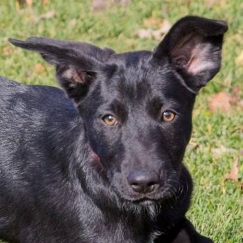 Rescue Labrador Retriever and Australian Shepherd Dogs for Adoption in South Elgin, Illinois - Harvey | PetCurious