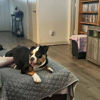 Sprinkles -  English Bulldog Dog for Adoption in Austin, Texas - Sprinkles | PetCurious