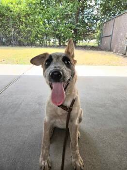 SAGE -  Australian Cattle Dog Blue Heeler Dog for Adoption in Killeen, Texas - SAGE | PetCurious