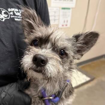 Schnauzer Dogs Available for Adoption in Yuma, Arizona - Tulip | PetCurious